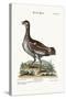 The Little Bustard, 1749-73-George Edwards-Stretched Canvas