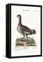 The Little Bustard, 1749-73-George Edwards-Framed Stretched Canvas