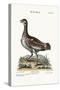 The Little Bustard, 1749-73-George Edwards-Stretched Canvas