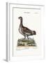 The Little Bustard, 1749-73-George Edwards-Framed Giclee Print