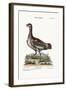 The Little Bustard, 1749-73-George Edwards-Framed Giclee Print