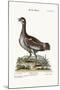 The Little Bustard, 1749-73-George Edwards-Mounted Giclee Print