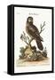 The Little Hawk Owl, 1749-73-George Edwards-Framed Stretched Canvas