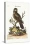 The Little Hawk Owl, 1749-73-George Edwards-Stretched Canvas