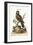 The Little Hawk Owl, 1749-73-George Edwards-Framed Giclee Print