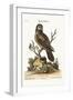 The Little Hawk Owl, 1749-73-George Edwards-Framed Giclee Print