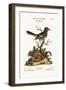 The Little Indian Pye. the Ground Squirrel, 1749-73-George Edwards-Framed Giclee Print