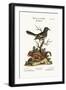 The Little Indian Pye. the Ground Squirrel, 1749-73-George Edwards-Framed Giclee Print