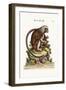 The Little Lion-Monkey, 1749-73-George Edwards-Framed Giclee Print