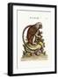 The Little Lion-Monkey, 1749-73-George Edwards-Framed Giclee Print