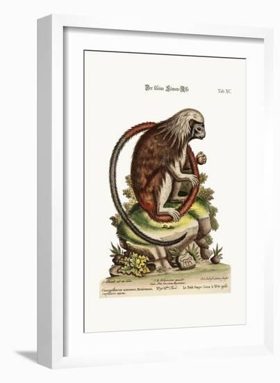 The Little Lion-Monkey, 1749-73-George Edwards-Framed Giclee Print
