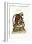 The Little Lion-Monkey, 1749-73-George Edwards-Framed Giclee Print