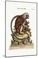 The Little Lion-Monkey, 1749-73-George Edwards-Mounted Giclee Print