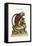 The Little Lion-Monkey, 1749-73-George Edwards-Framed Stretched Canvas