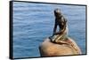 The Little Mermaid, Copenhagen, Denmark-Edward Ladell-Framed Stretched Canvas