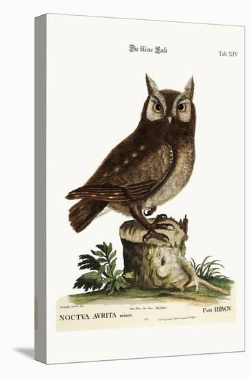 The Little Owl, 1749-73-Mark Catesby-Stretched Canvas
