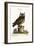 The Little Owl, 1749-73-Mark Catesby-Framed Giclee Print