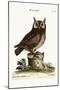 The Little Owl, 1749-73-Mark Catesby-Mounted Giclee Print