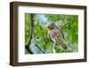 The Little Owl in Natural Habitat (Athene Noctua)-mirceab-Framed Photographic Print