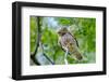 The Little Owl in Natural Habitat (Athene Noctua)-mirceab-Framed Photographic Print