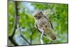 The Little Owl in Natural Habitat (Athene Noctua)-mirceab-Mounted Photographic Print