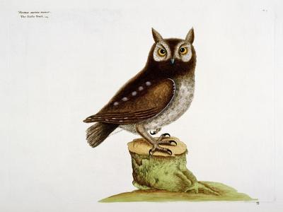 https://imgc.allpostersimages.com/img/posters/the-little-owl_u-L-Q1HMPE40.jpg?artPerspective=n