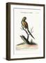 The Little Red-Winged Parrakeet, 1749-73-George Edwards-Framed Giclee Print