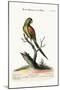 The Little Red-Winged Parrakeet, 1749-73-George Edwards-Mounted Giclee Print