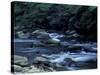The Little River, Great Smoky Mountains National Park, Tennessee, USA-William Sutton-Stretched Canvas