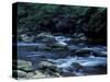 The Little River, Great Smoky Mountains National Park, Tennessee, USA-William Sutton-Stretched Canvas