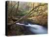 The Little River, Great Smoky Mountains National Park, Tn-Ian Shive-Stretched Canvas