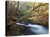 The Little River, Great Smoky Mountains National Park, Tn-Ian Shive-Stretched Canvas