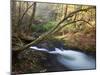 The Little River, Great Smoky Mountains National Park, Tn-Ian Shive-Mounted Photographic Print