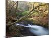 The Little River, Great Smoky Mountains National Park, Tn-Ian Shive-Mounted Photographic Print