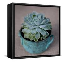 The Little Succulent-Susan Bryant-Framed Stretched Canvas