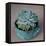 The Little Succulent-Susan Bryant-Framed Stretched Canvas