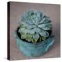 The Little Succulent-Susan Bryant-Stretched Canvas