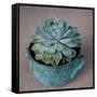 The Little Succulent-Susan Bryant-Framed Stretched Canvas