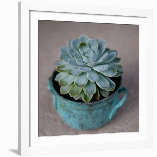 The Little Succulent-Susan Bryant-Framed Photographic Print