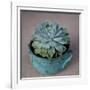 The Little Succulent-Susan Bryant-Framed Photographic Print