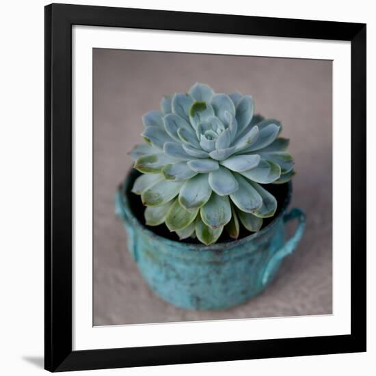 The Little Succulent-Susan Bryant-Framed Photographic Print