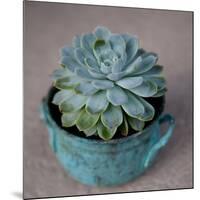 The Little Succulent-Susan Bryant-Mounted Photographic Print