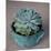 The Little Succulent-Susan Bryant-Mounted Photographic Print