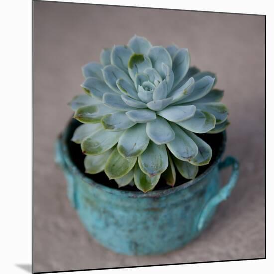 The Little Succulent-Susan Bryant-Mounted Photographic Print