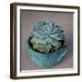 The Little Succulent-Susan Bryant-Framed Photographic Print