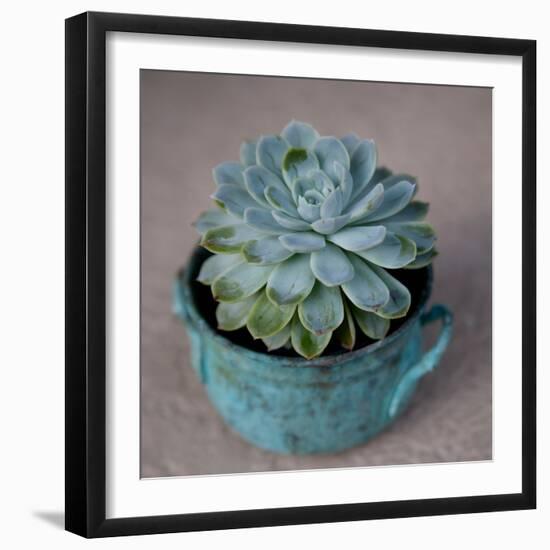 The Little Succulent-Susan Bryant-Framed Photographic Print