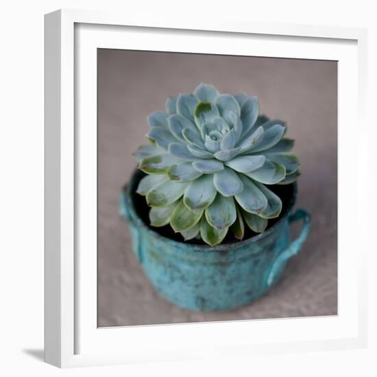 The Little Succulent-Susan Bryant-Framed Photographic Print