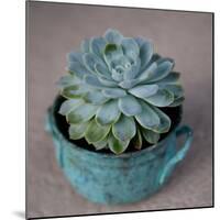 The Little Succulent-Susan Bryant-Mounted Photographic Print