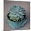 The Little Succulent-Susan Bryant-Mounted Photographic Print