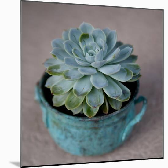 The Little Succulent-Susan Bryant-Mounted Photographic Print